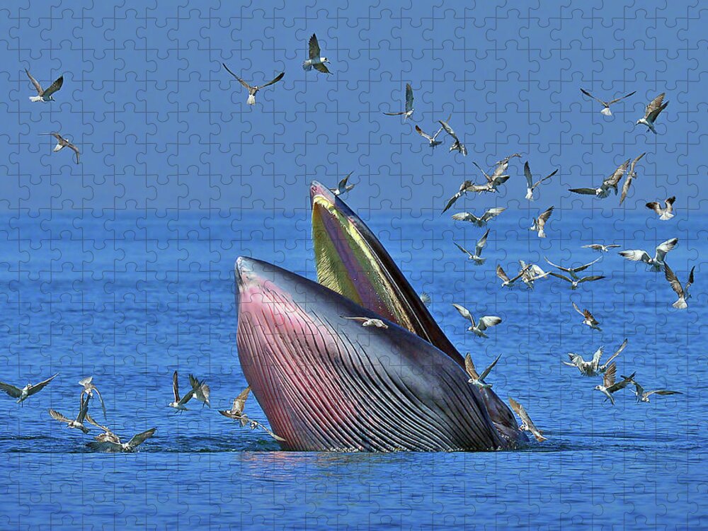 Animal Themes Jigsaw Puzzle featuring the photograph Brydes Whale by Photo By Jkboy Jatenipat