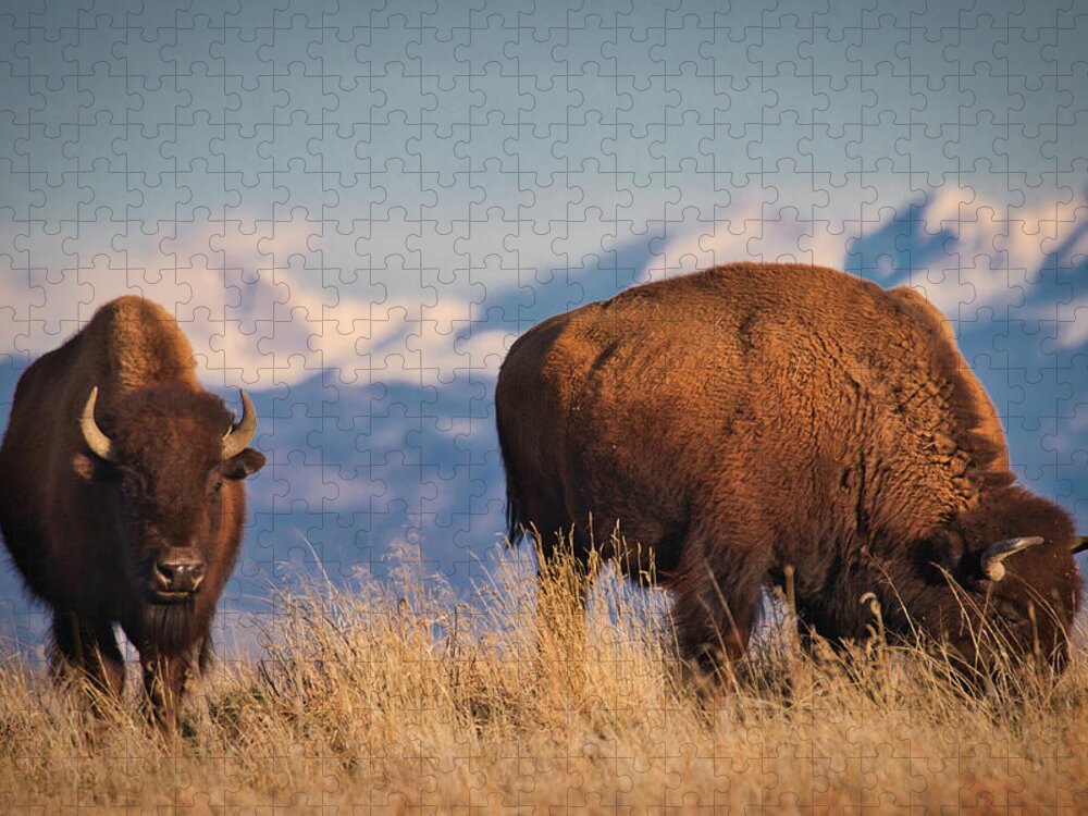 Buffalo Jigsaw Puzzle featuring the photograph Buffalo Grazing at Dawn by Kevin Schwalbe