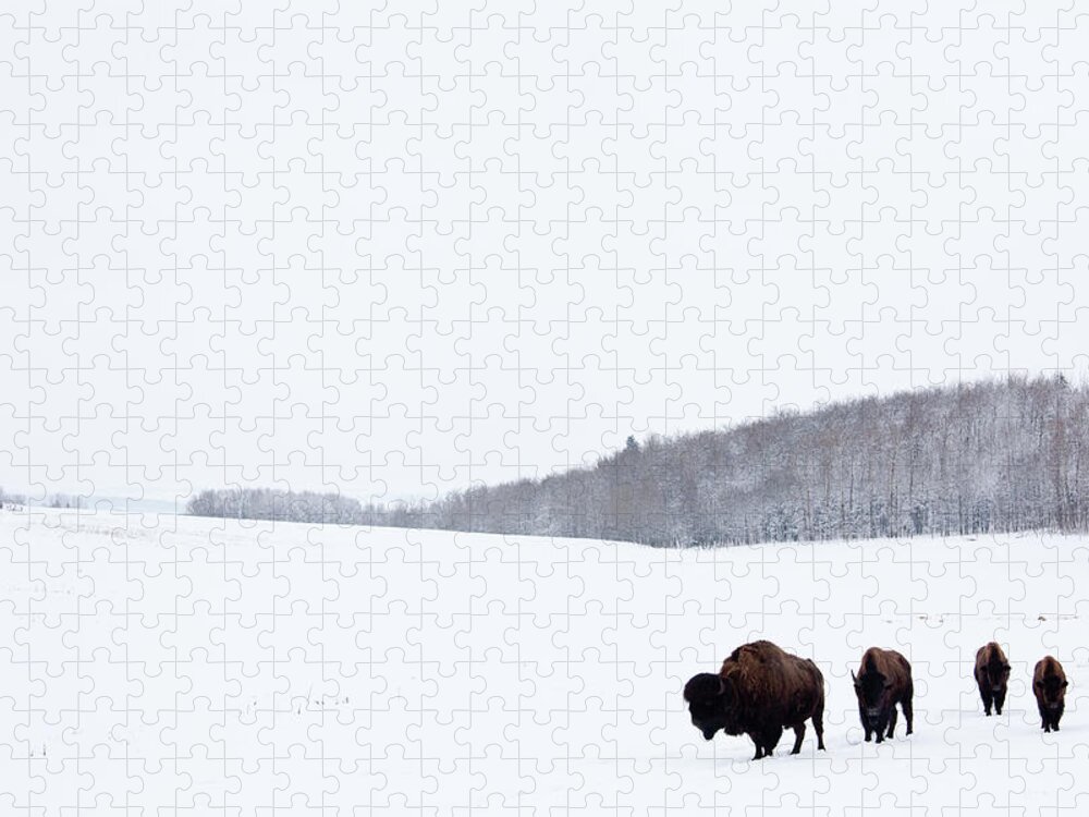 Scenics Jigsaw Puzzle featuring the photograph Buffalo Or Bison On The Plains In Winter by Imaginegolf