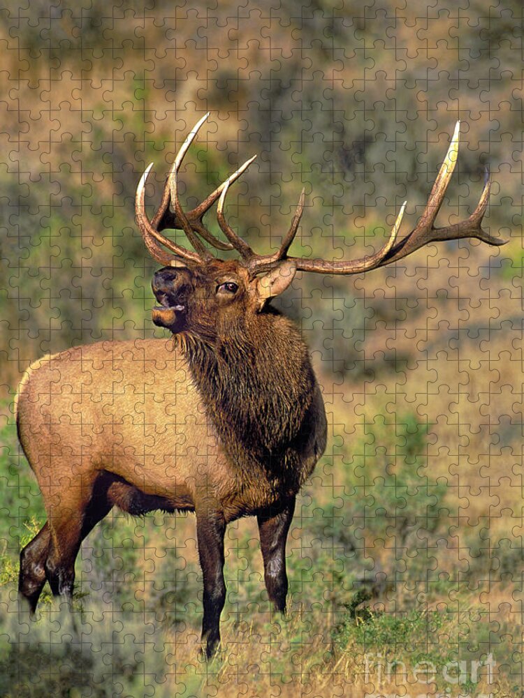 North America Jigsaw Puzzle featuring the photograph Bull Elk in Rut Bugling Yellowstone Wyoming Wildlife by Dave Welling
