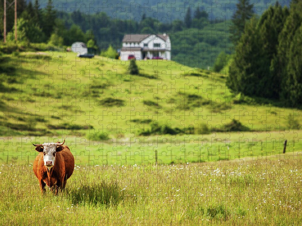 Scenics Jigsaw Puzzle featuring the photograph Bull In The Meadow by Andipantz