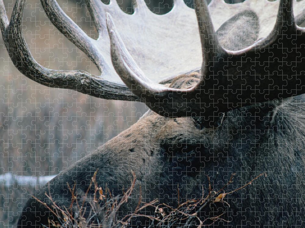 One Animal Jigsaw Puzzle featuring the photograph Bull Moose., Denali National Park & by Mark Newman