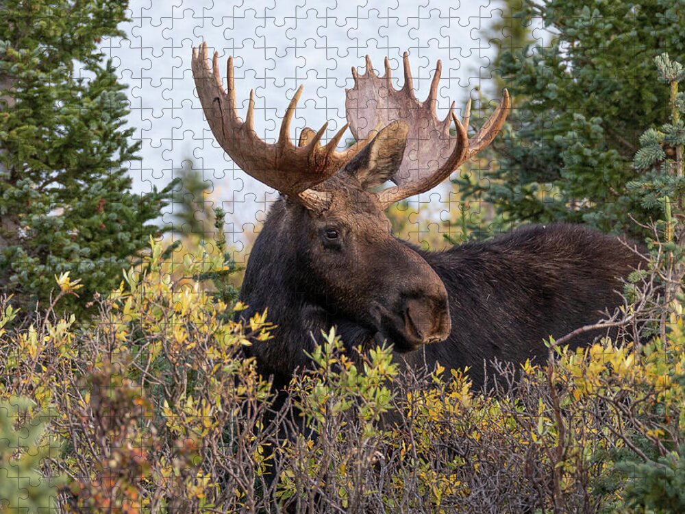 Moose Jigsaw Puzzle featuring the photograph Bull Moose Stands Above the Foliage by Tony Hake