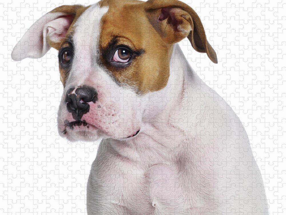 Pets Jigsaw Puzzle featuring the photograph Bulldog Boxer Cross by Gandee Vasan