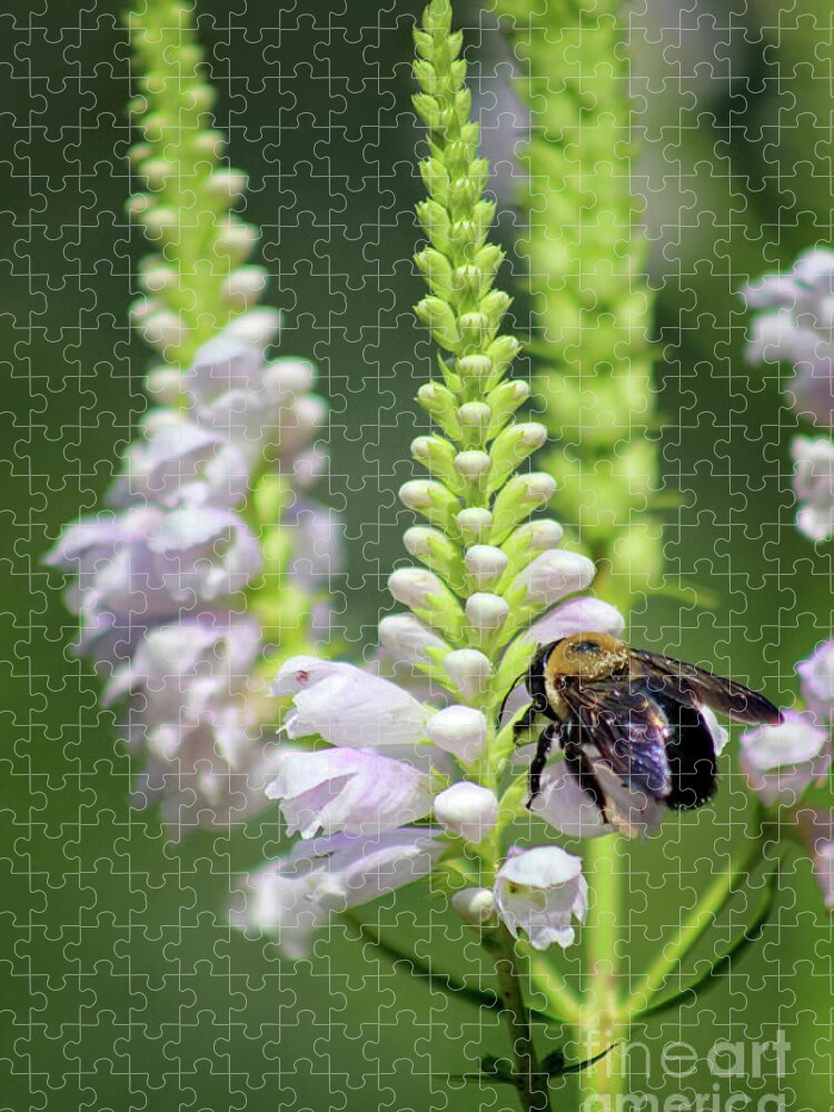 Bumblebee Jigsaw Puzzle featuring the photograph Bumblebee on Obedient Flower by Karen Adams
