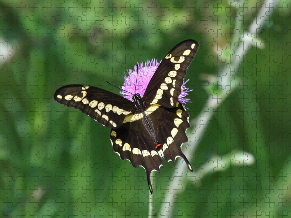 Butterfly Jigsaw Puzzle featuring the photograph Butterfly on Thistle by Ty Husak