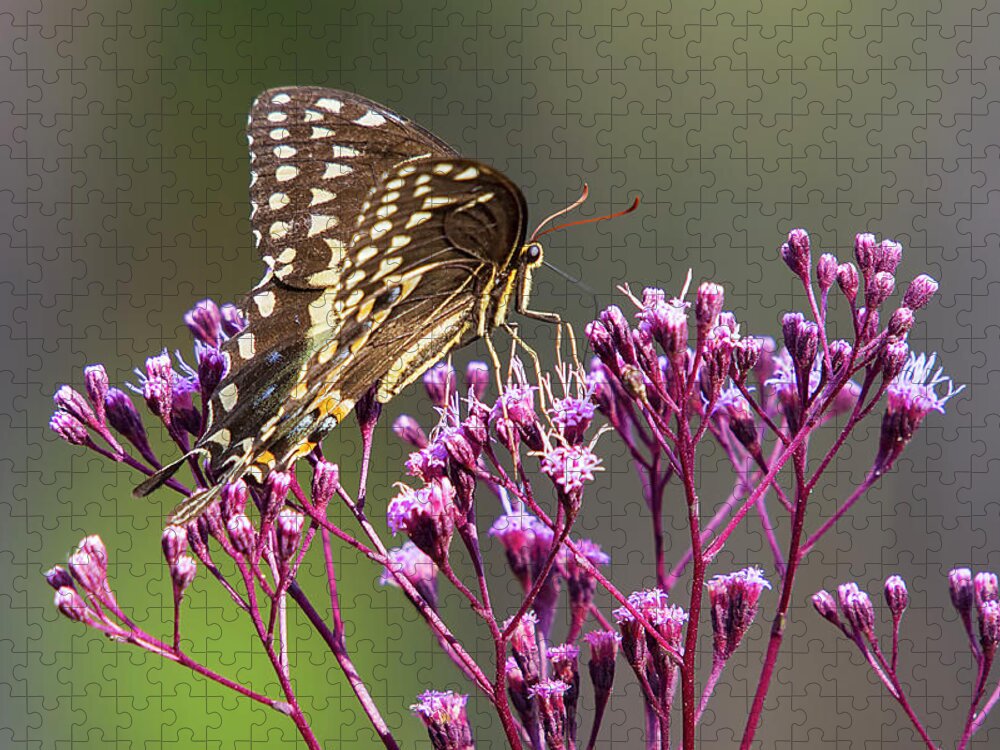 Butterfly Jigsaw Puzzle featuring the photograph Butterfly on Wild Flowers by Bob Decker