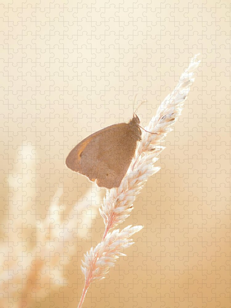 Nature Jigsaw Puzzle featuring the photograph Butterfly resting on grass on a summer's evening by Anita Nicholson