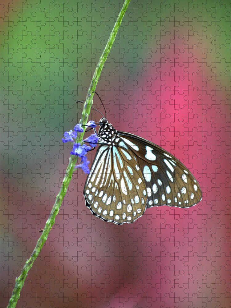 Taiwan Jigsaw Puzzle featuring the photograph Butterfly by Weechia@ms11.url.com.tw
