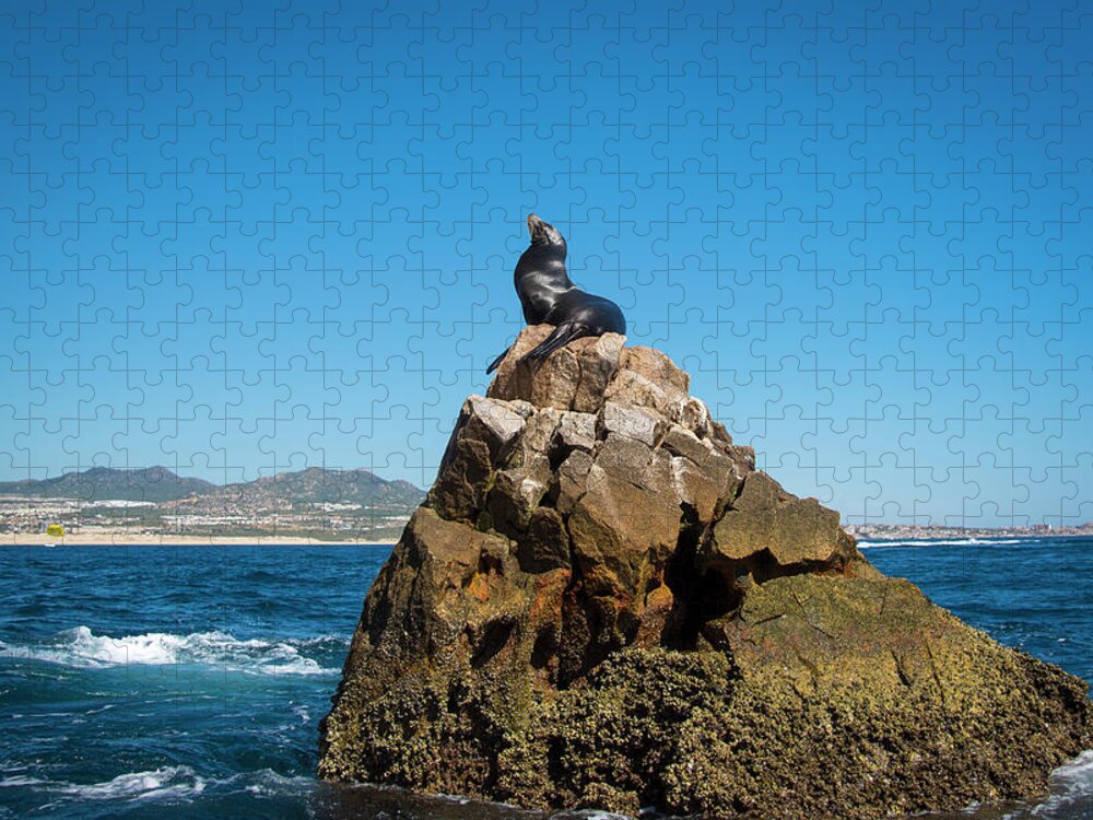 Cabo Jigsaw Puzzle featuring the photograph Cabo Seal by Bill Cubitt