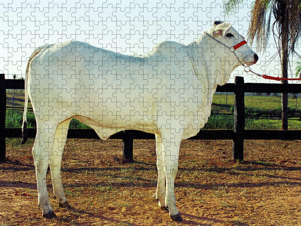 Grass Jigsaw Puzzle featuring the photograph Calf In Brazil by Rick Neves