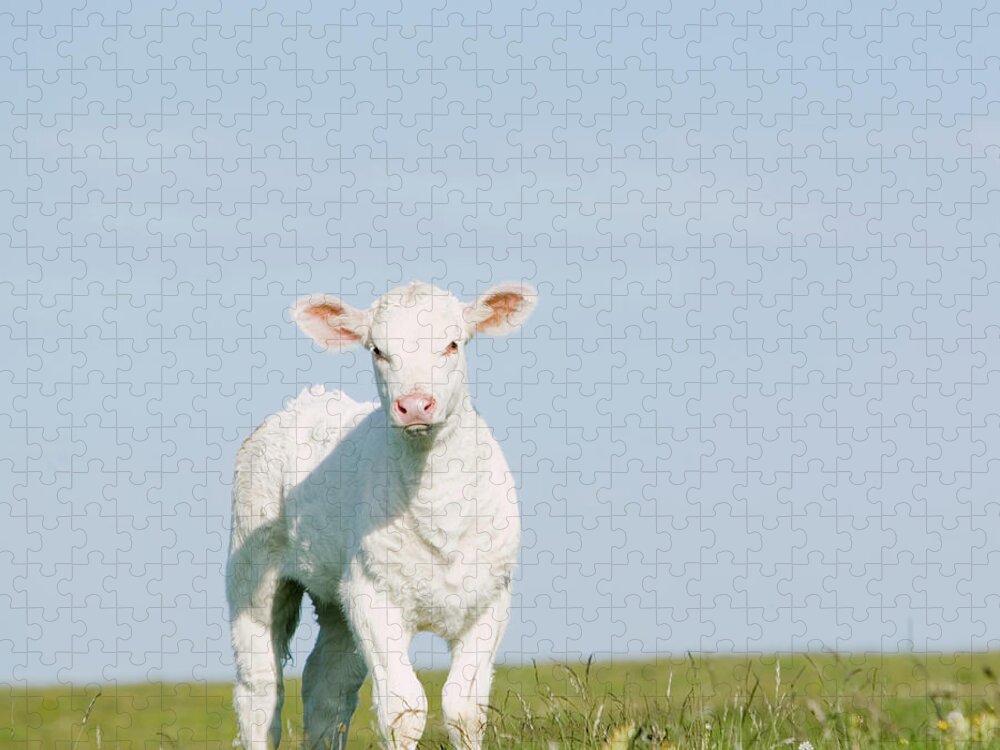 Grass Jigsaw Puzzle featuring the photograph Calf Standing On Grass by Roine Magnusson