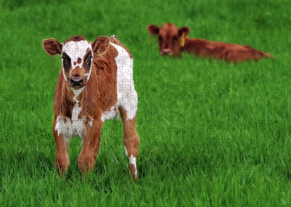 Calf Cow Flower Green Grass Cattle Farming Farm Moo Cows Wi Wisconsin Hereford Jigsaw Puzzle featuring the photograph Calf with an Attitude - Hereford calf in green spring pasture by Peter Herman