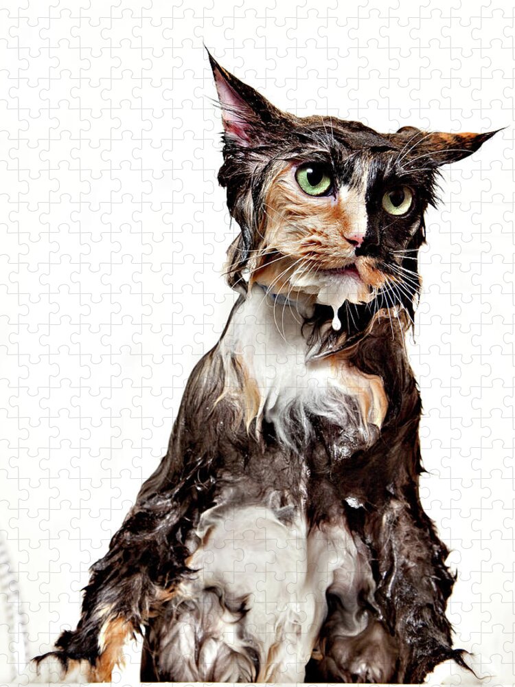 White Background Jigsaw Puzzle featuring the photograph Calico Wet Cat Isolated by Debbismirnoff