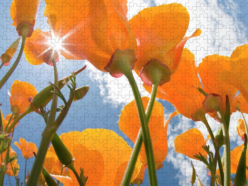 Toronto Jigsaw Puzzle featuring the photograph California Poppies, Low Angle View by Grant Faint
