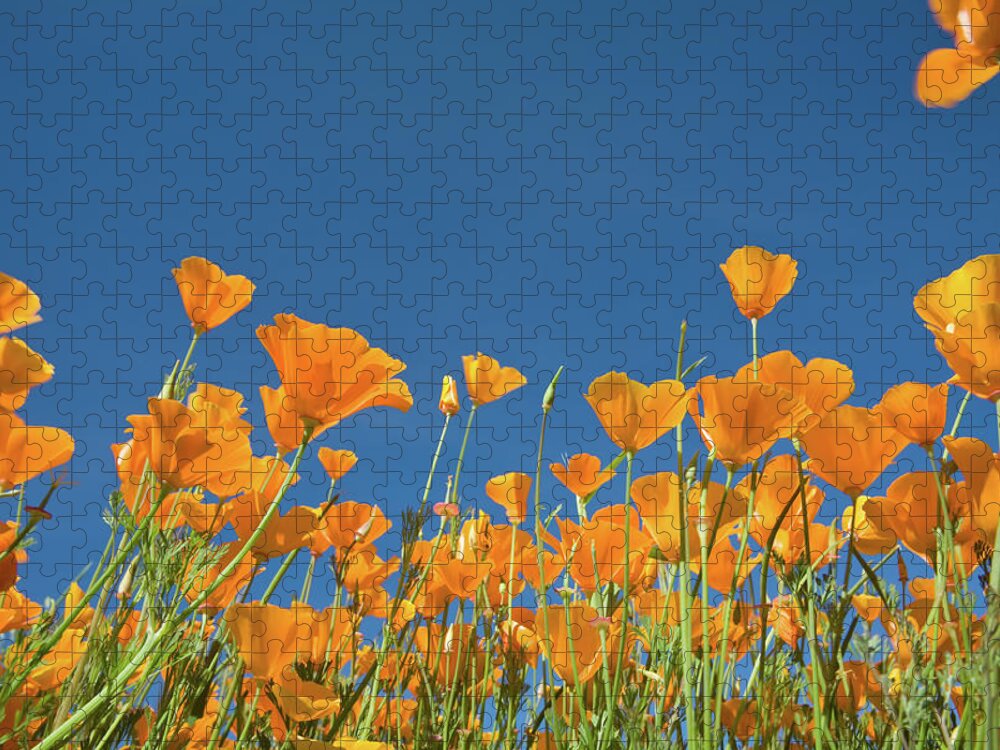 Orange Color Jigsaw Puzzle featuring the photograph California Poppies by Meltonmedia