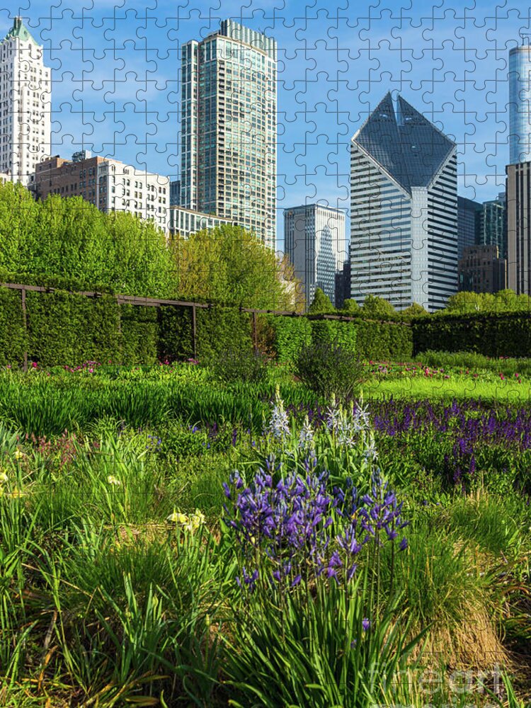 Chicago Jigsaw Puzzle featuring the photograph Camassia In The City by Jennifer White