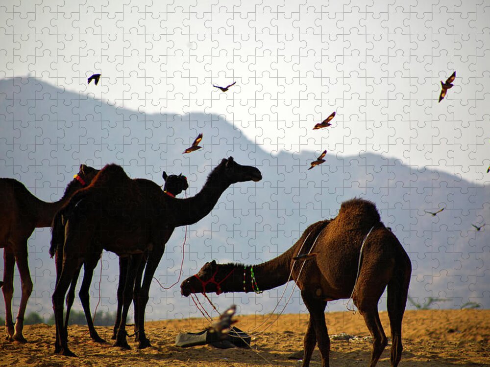 Working Animal Jigsaw Puzzle featuring the photograph Camels On Thar Desert by Hema Narayanan