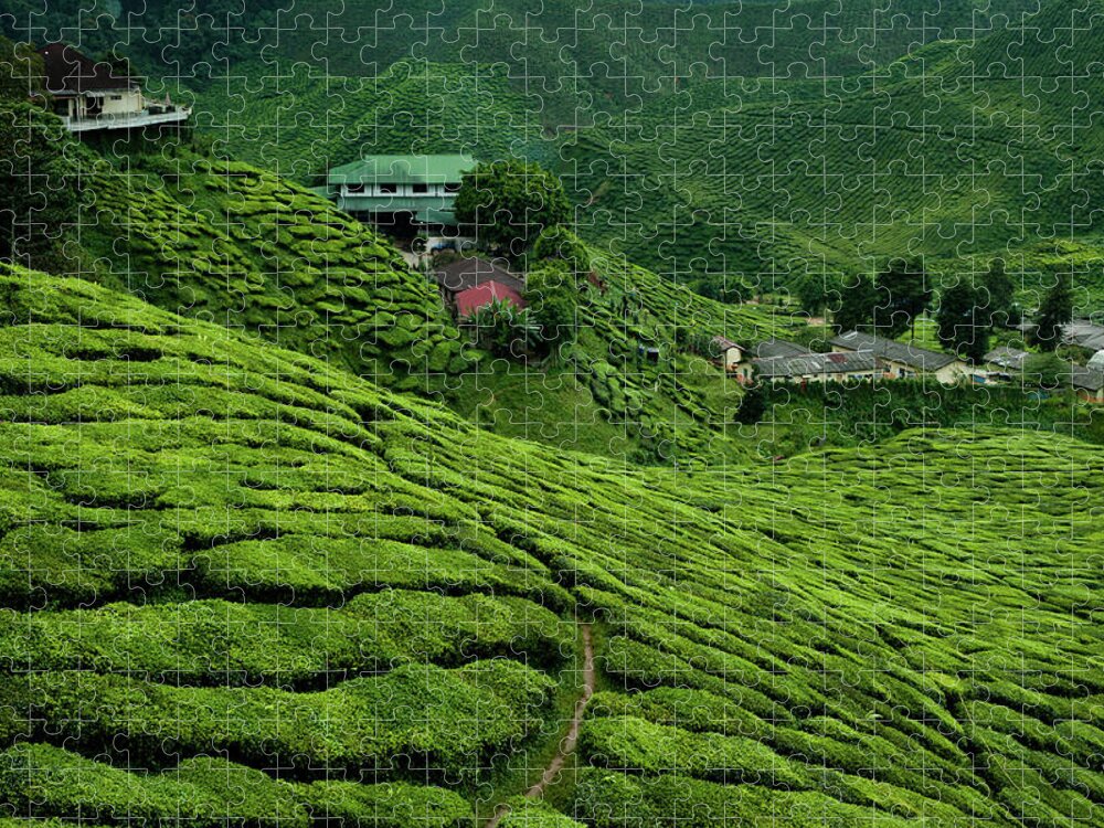 Tranquility Jigsaw Puzzle featuring the photograph Cameron Highlands, Malaysian Tea by Ania Blazejewska