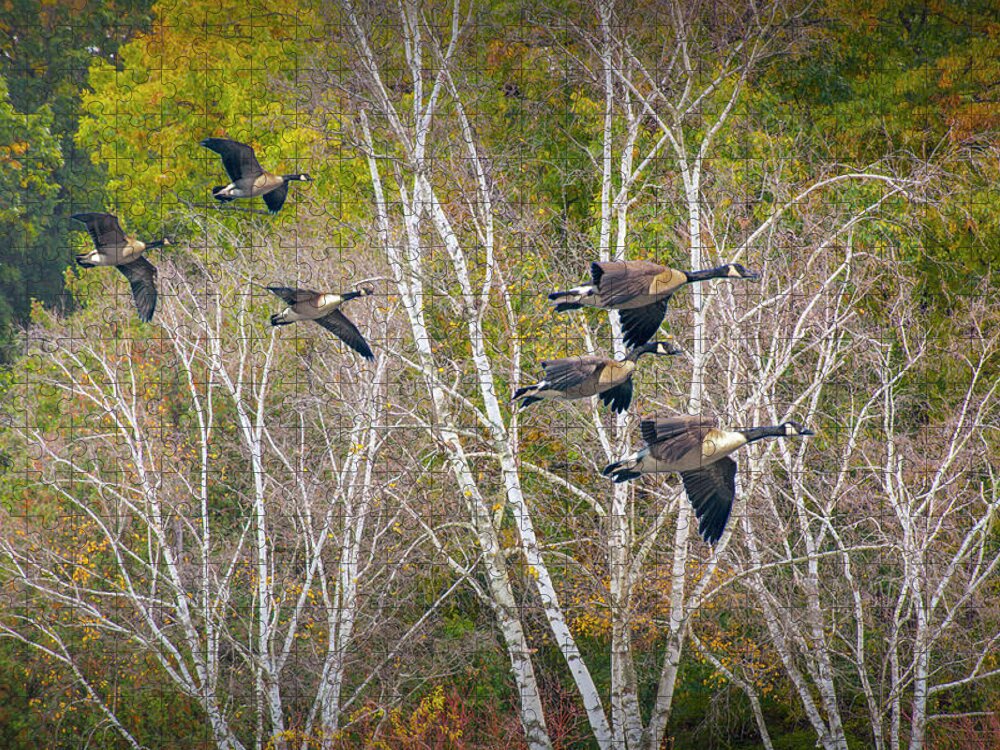 Bird Jigsaw Puzzle featuring the photograph Canada Geese coming in for a Landing by Randall Nyhof