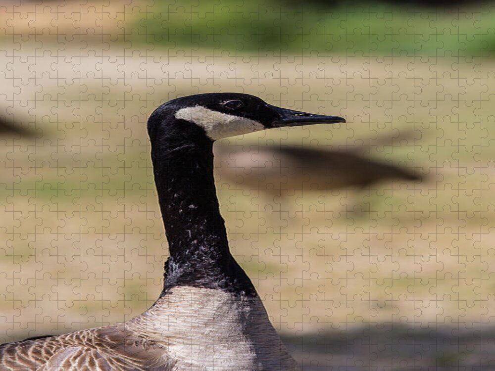 Lake Jigsaw Puzzle featuring the photograph Canadian goose, Mississippi River State Park by Julieta Belmont