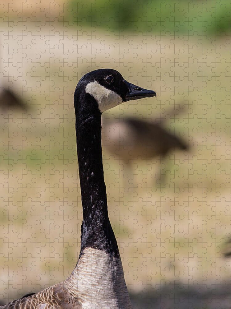 Canadian Goose Jigsaw Puzzle featuring the photograph Canadian Goose by Julieta Belmont