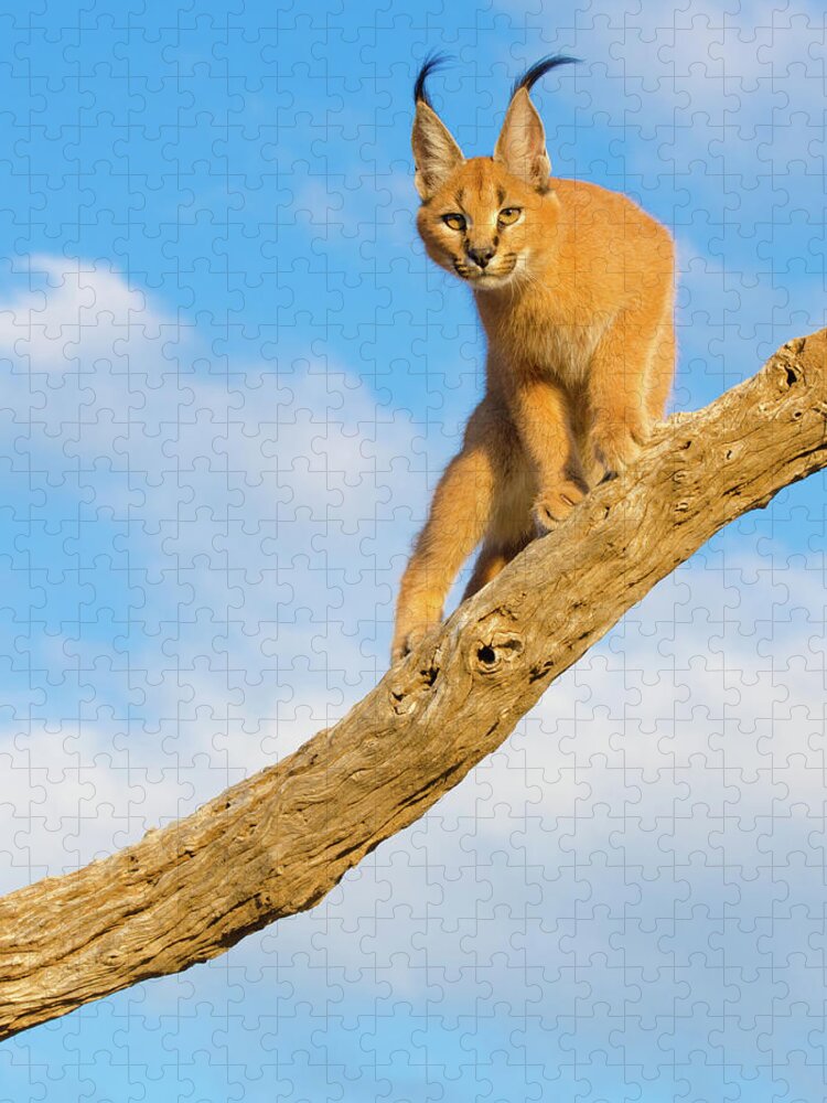 Animals In The Wild Jigsaw Puzzle featuring the photograph Caracal Cat - South Africa by Birdimages