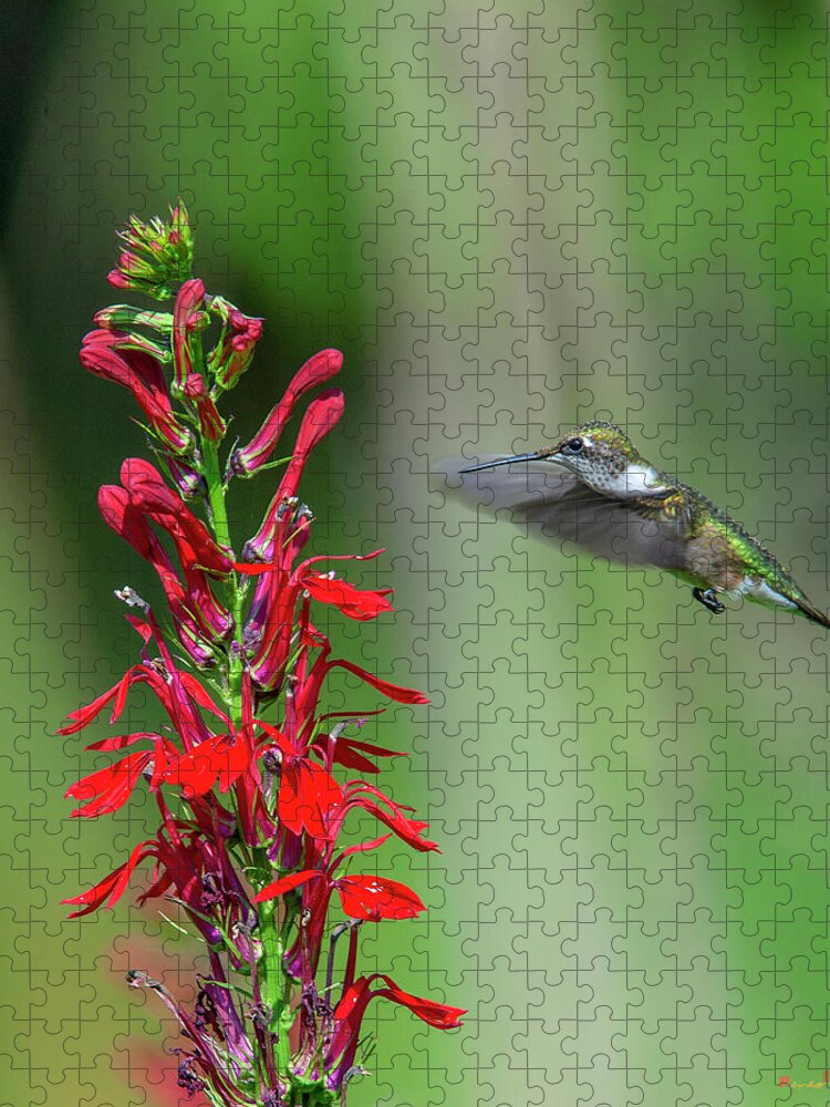 Nature Jigsaw Puzzle featuring the photograph Cardinal Flower or Cardinal Lobelia DFL0899 by Gerry Gantt