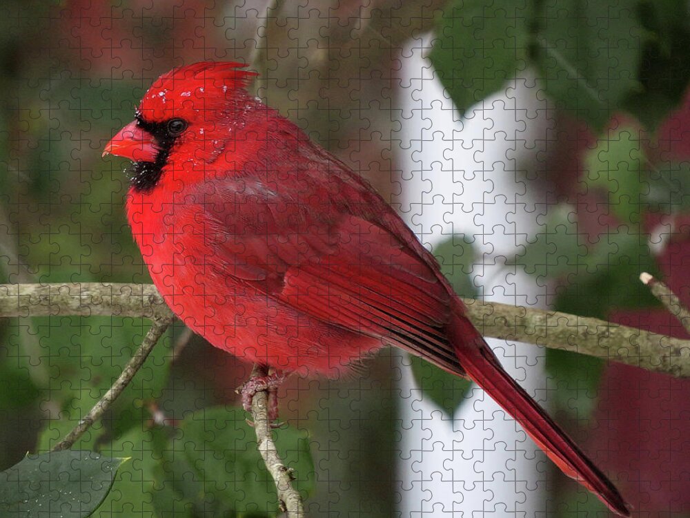 Cardinal Jigsaw Puzzle featuring the photograph Cardinal in Winter by Linda Stern