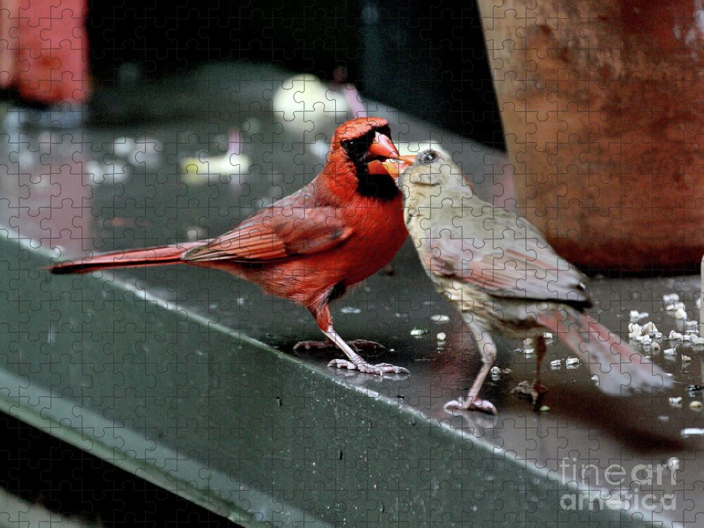 Female Northern Cardinal Puzzle featuring the photograph Cardinal Love 2 by Patricia Youngquist