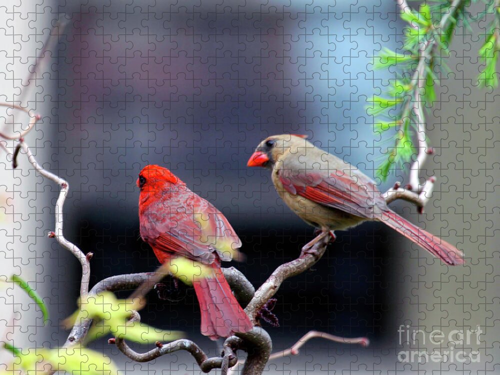 Female Northern Cardinal Puzzle featuring the photograph Cardinal Love 3 by Patricia Youngquist