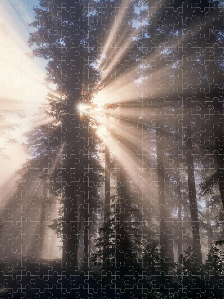 Fog Jigsaw Puzzle featuring the photograph Cathedral Trees by Robert Potts