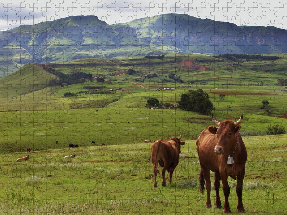 Tranquility Jigsaw Puzzle featuring the photograph Cattle Grazing Near Cathedral Peak by Gerald Hinde
