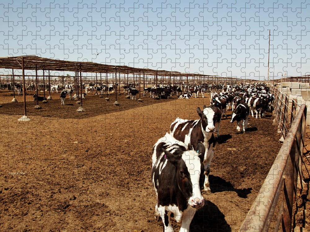 Shadow Jigsaw Puzzle featuring the photograph Cattle by Simon Willms