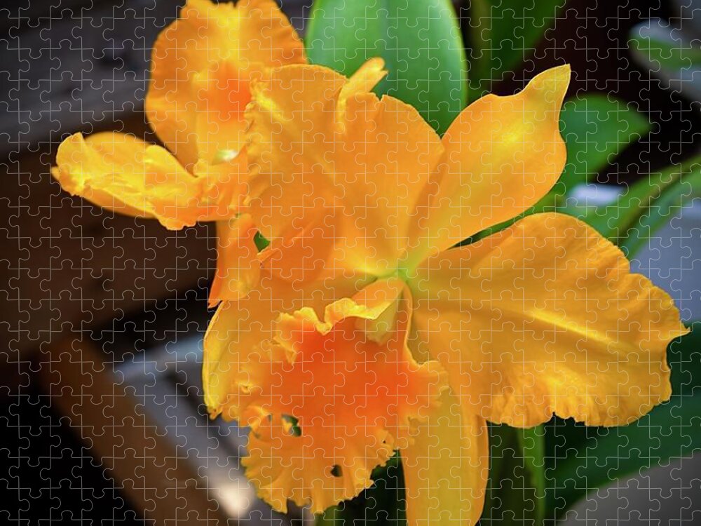 #cattleya #orchid #orange #garyfrichards #gary #richards #petals #ruffledpetals #white #blooms #blooms #marieselbybotanicalgarden #botanical #garden #sarasota #florida #usa Jigsaw Puzzle featuring the digital art Cattleya Orchid Orange by Gary F Richards
