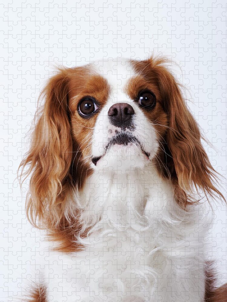 Cute King Charles Spaniel Puppies Photographic Print for Sale by