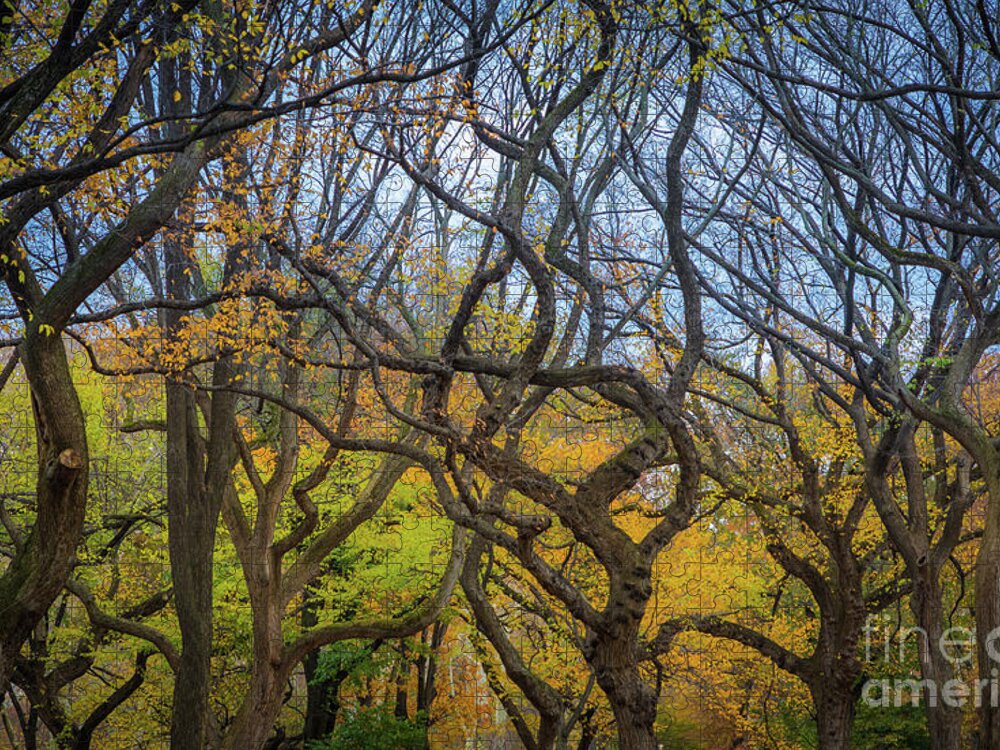 America Jigsaw Puzzle featuring the photograph Central Park Twisted Trees by Inge Johnsson