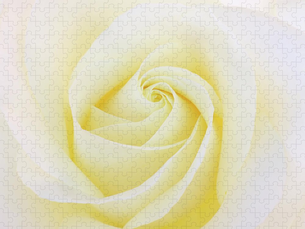 Petal Jigsaw Puzzle featuring the photograph Centre Of A Cream Rose, Close-up by Rosemary Calvert