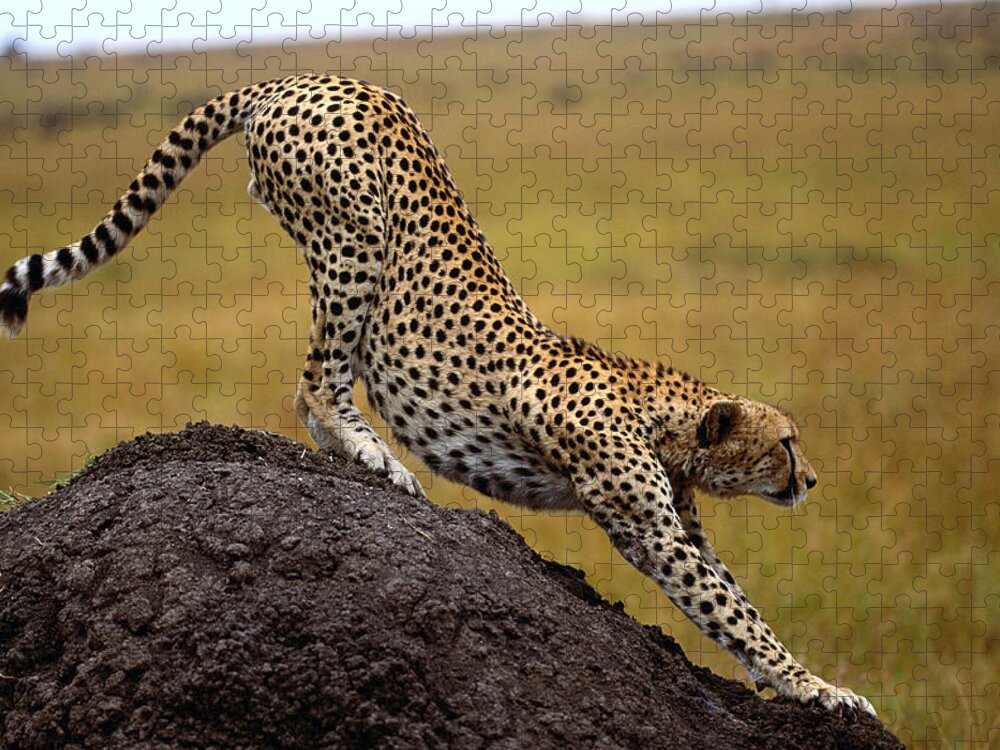 Kenya Jigsaw Puzzle featuring the photograph Cheetah Acinonyx Jubatus Stretching On by Art Wolfe