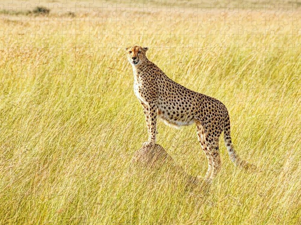 Kenya Jigsaw Puzzle featuring the photograph Cheetah In Masai Mara, Kenya by Photos By Coyle