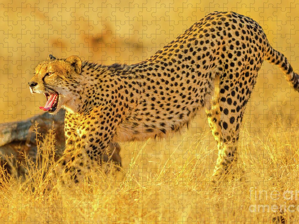 Cheetah Jigsaw Puzzle featuring the photograph Cheetah with open mouth by Benny Marty