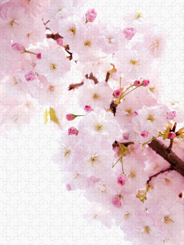 White Background Jigsaw Puzzle featuring the photograph Cherry Blossom Prunus Lannesiana by Ultra.f