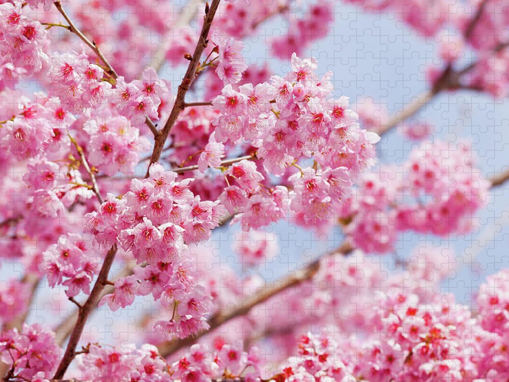 Taiwan Jigsaw Puzzle featuring the photograph Cherry Blossoms by Yameme Photography