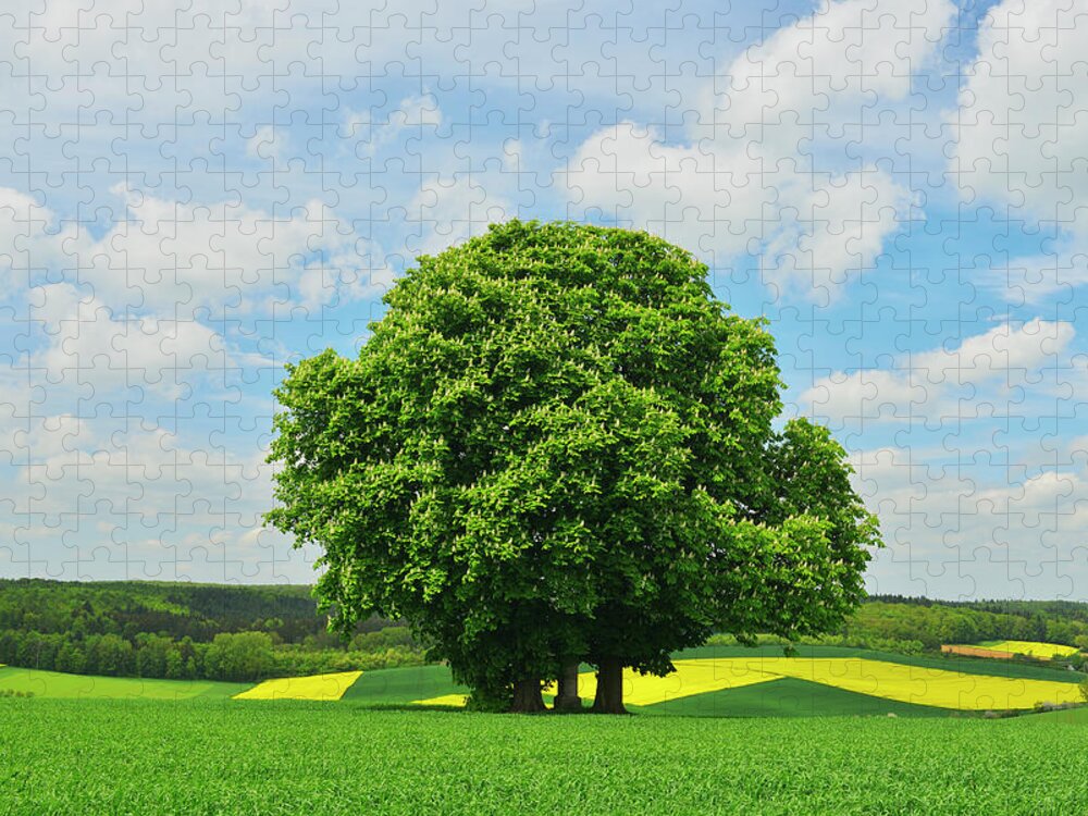Scenics Jigsaw Puzzle featuring the photograph Chestnut Tree by Raimund Linke