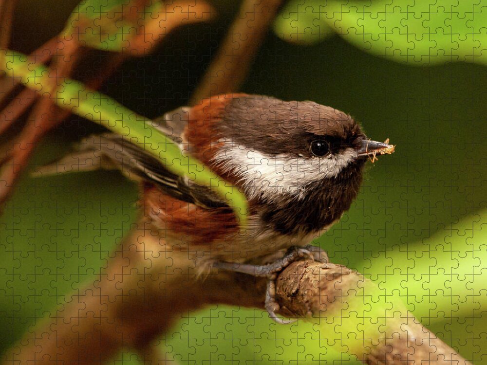 Oregon Jigsaw Puzzle featuring the photograph Chickadee With Spider by Lara Ellis