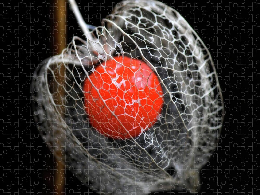 Black Background Jigsaw Puzzle featuring the photograph Chinese Lantern Seeds by Philippe Sainte-laudy Photography