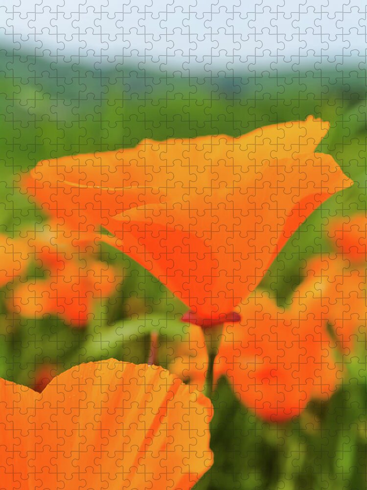 Poppy Jigsaw Puzzle featuring the photograph Chino Hills Poppy Portrait by Kyle Hanson
