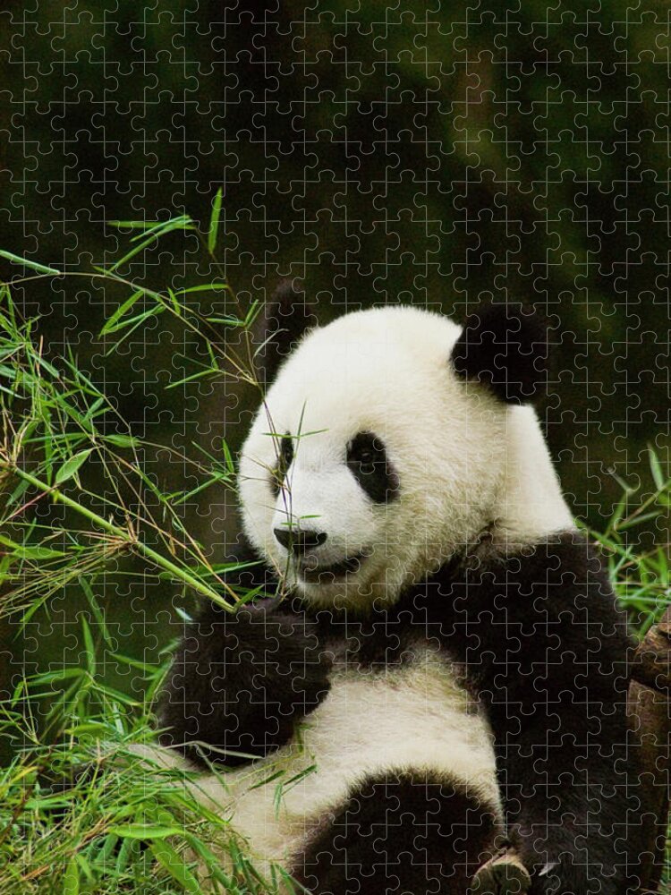 Panda Jigsaw Puzzle featuring the photograph Close-up Of A Panda Alluropoda by Glowimages