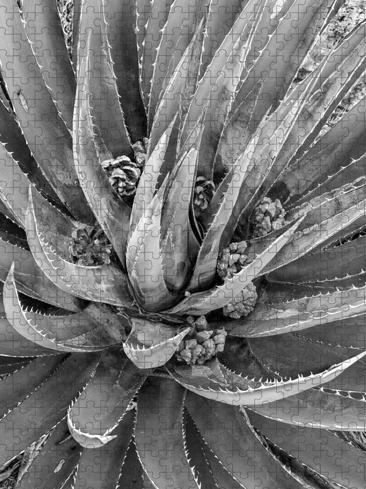 Disk1215 Jigsaw Puzzle featuring the photograph Close-up Of Aloe by Tim Fitzharris
