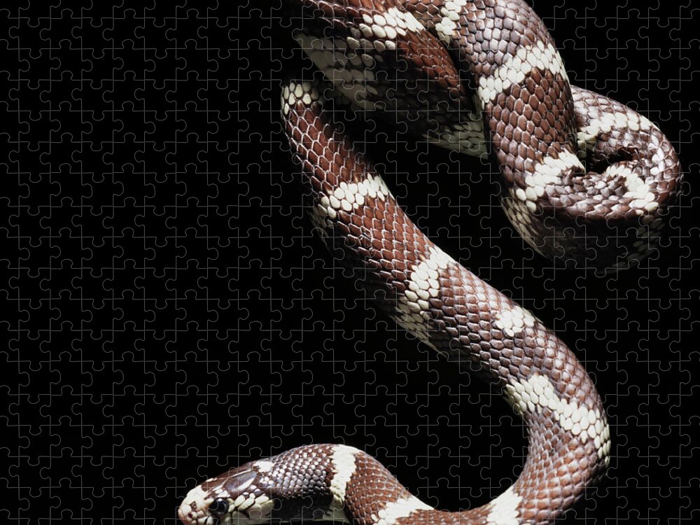 Pets Jigsaw Puzzle featuring the photograph Close Up Of California Kingsnake by Henrik Sorensen